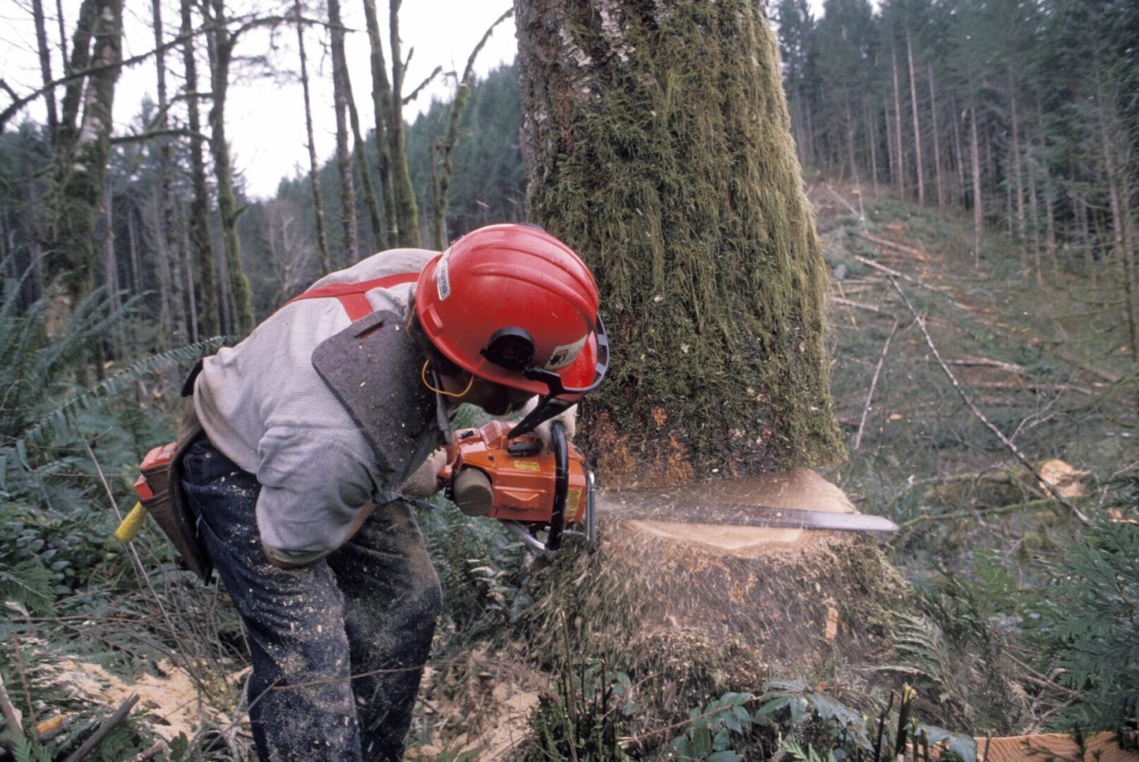 A man cutting trees with a chainsaw in the woods.
