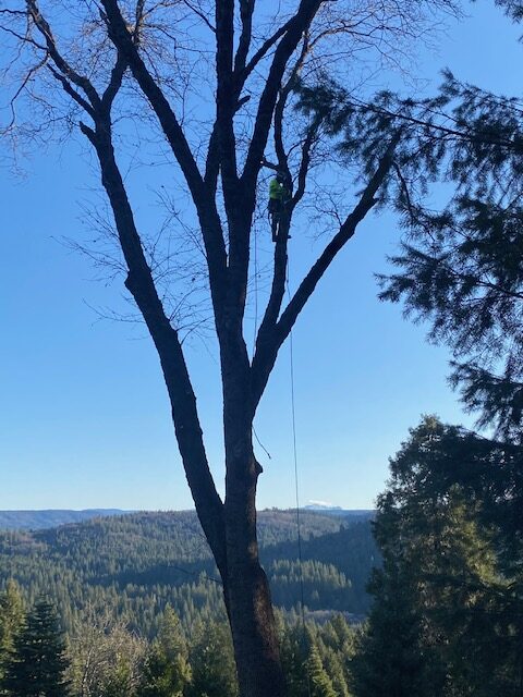 A man is in the tree with ropes.